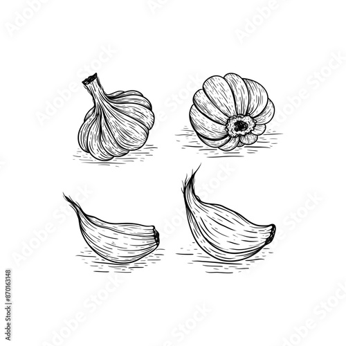 Vector hand drawn set of garlic. Herbs and spices sketch illustration