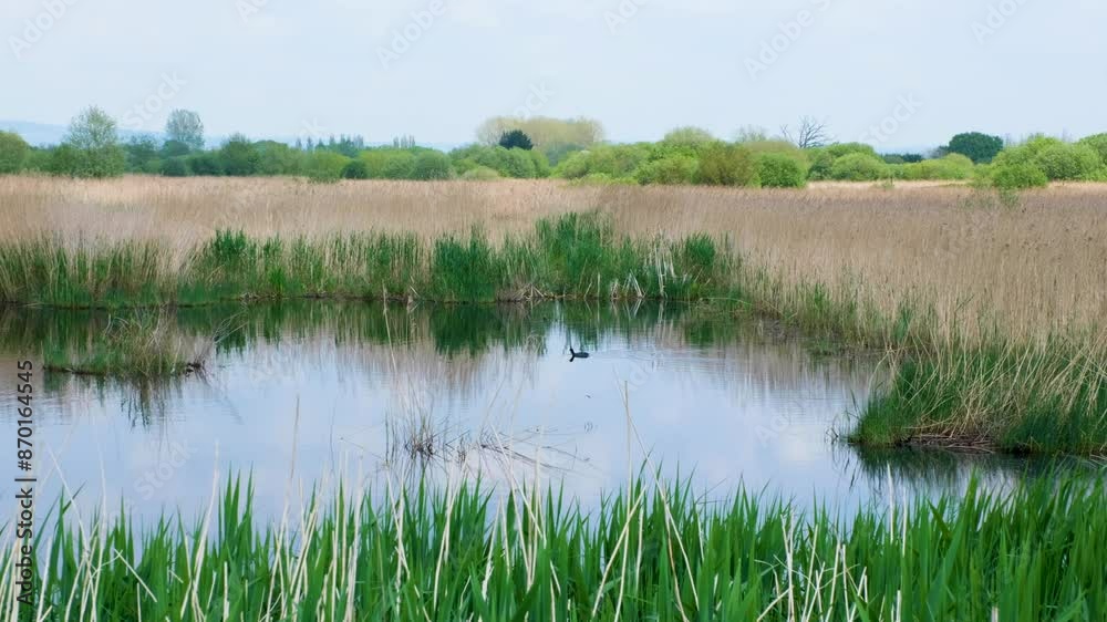 Coot water bird swimming on lake surrounded by reeds in marshland peat environment on the Somerset Levels Coot water bird swimming on lake surrounded by reeds in marshland peat environment on the Somerset Levels