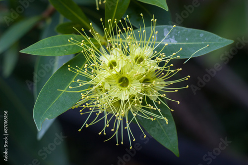View of the yellow Xanthostemon flowers photo