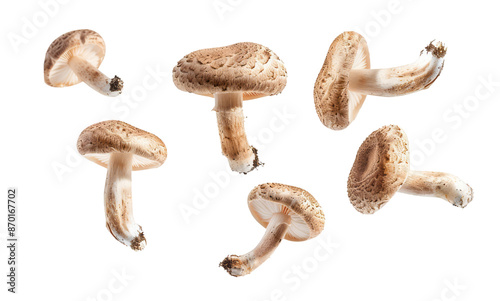 A set of mushrooms flying in different directions on a transparent background, viewed from above, isolated on a transparent or blank background.