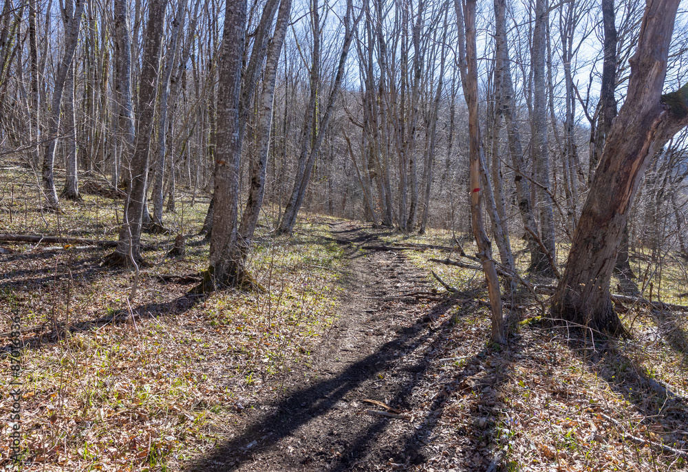 Fototapeta premium morning, spring forest, awakening in nature, walking in the bosom of the forest