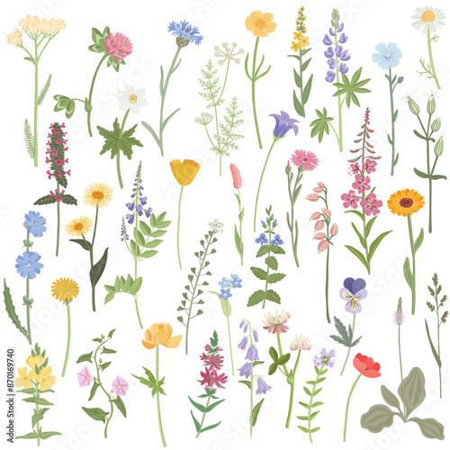 field flowers, vector drawing wild flowering plants isolated at white background, floral design elements, hand drawn botanical illustration