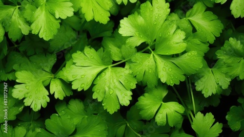 Green parsley leaves. Juicy healthy greens.