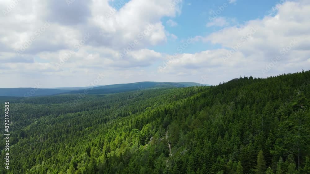 coniferous forest Germany view from a drone summer coniferous forest Germany view from a drone summer