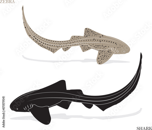 zebra shark icon, fish icon, uncommon icon
 photo