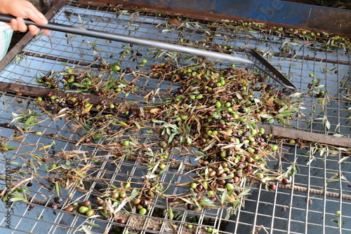 Olives ripened on trees in a city park. photo