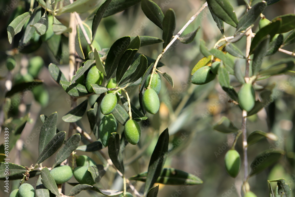 Olives ripened on trees in a city park.