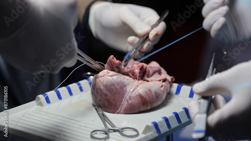 Close-up of a heart taken by a surgeon practicing heart valve replacement surgery. Healthcare and medical concept. photo