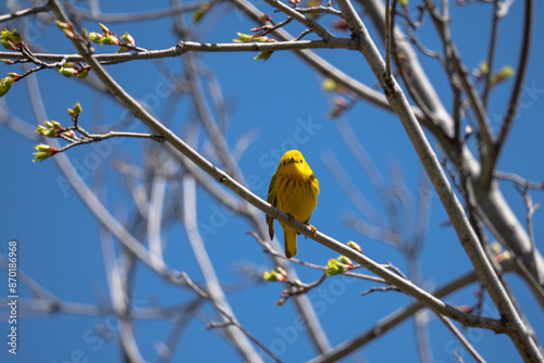 Yellow Warbler on a branch. Colorado. 