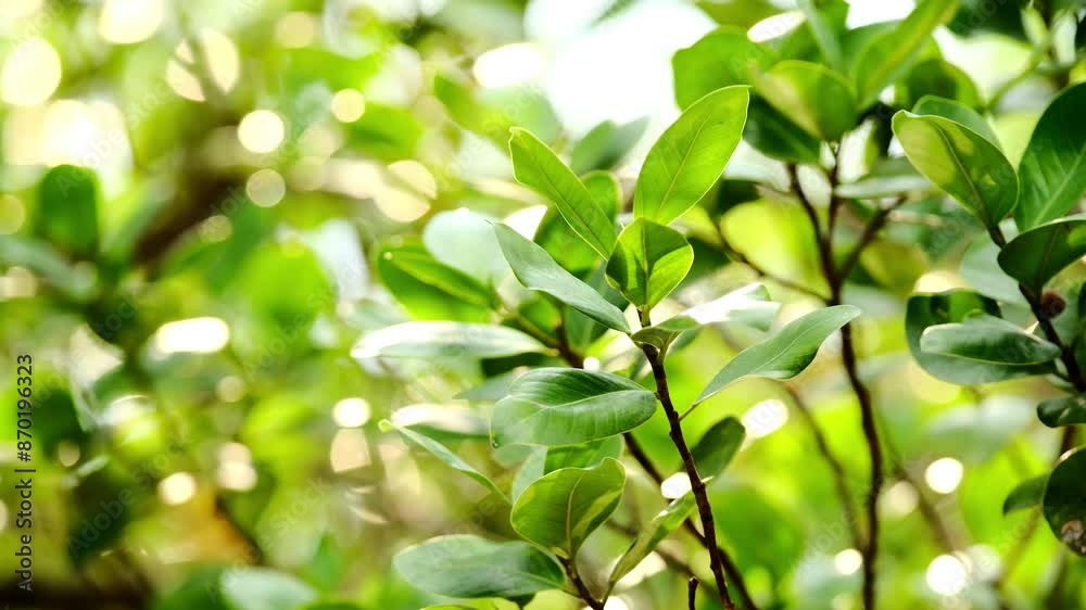 the green leaves in the mixed forest. green deciduous tree The rich natural ecosystem of the rainforest concept is all about conservation and natural reforestation. the green leaves in the mixed forest. green deciduous tree The rich natural ecosystem of the rainforest concept is all about conservation and natural reforestation.