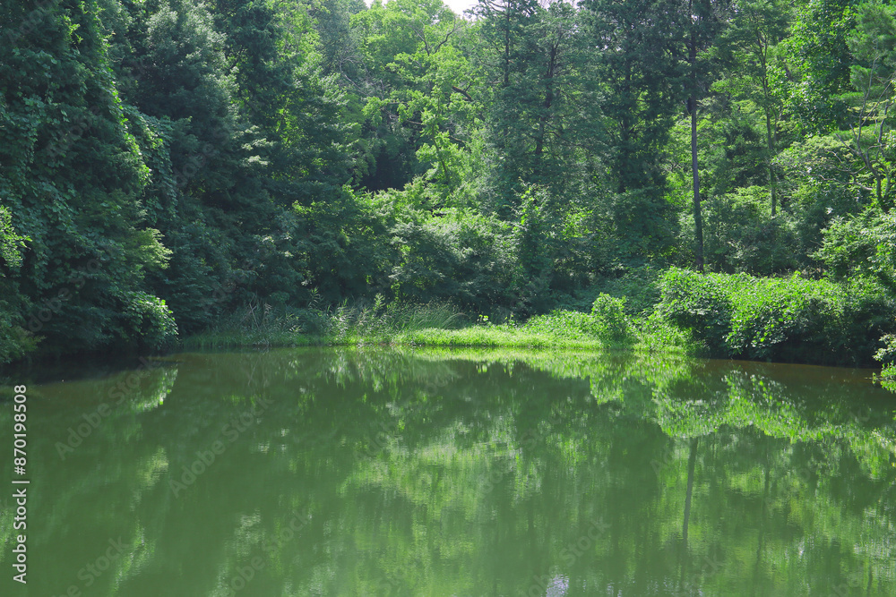 Fototapeta premium a forest pond, beautiful landscape with reflections