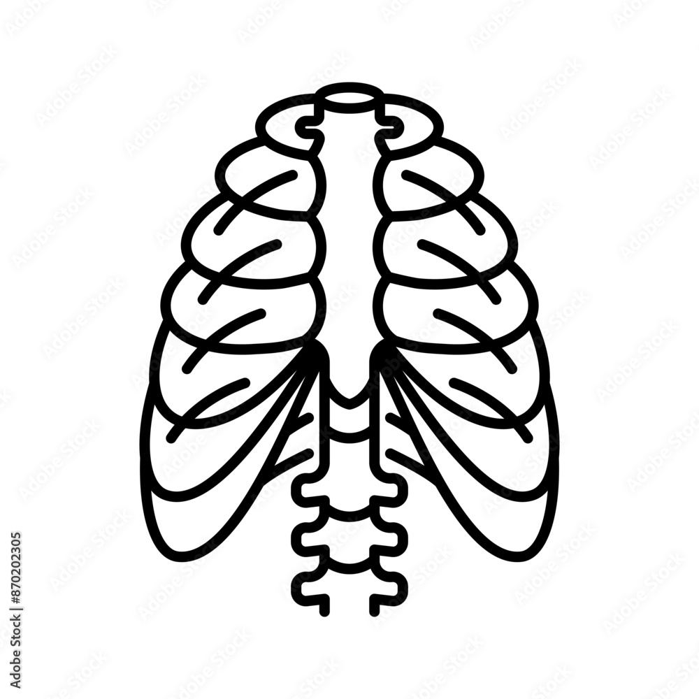 Chest and ribs, line icon. Human ribs, linear illustration. Skeleton, bone, torso. Linear illustration, editable stroke, thin line Chest and ribs, line icon. Human ribs, linear illustration. Skeleton, bone, torso. Linear illustration, editable stroke, thin line