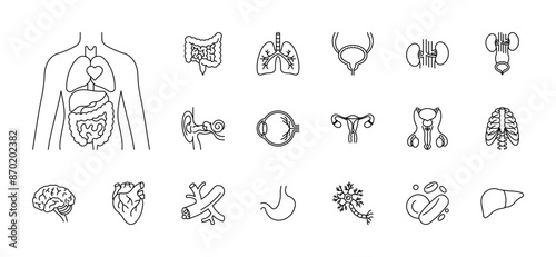 Human organs, line icon set - brain, heart, intestine, lungs, kidneys, liver, stomach, hearing, vision, reproductive system, ribs, blood cells, vessels, neuron. Anatomy signs. Editable strokes