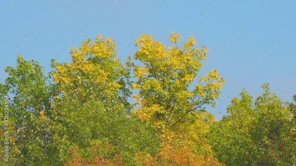 Yellow , orange and red leaves on forest autumn trees against the blue sky Yellow , orange and red leaves on forest autumn trees against the blue sky