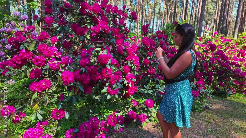 Woman takes photos of vibrant Rhododendrons in bloom with her mobile phone