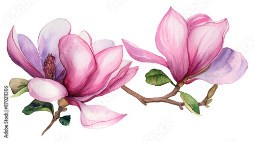 Two pink flowers with purple tips are painted on a white background