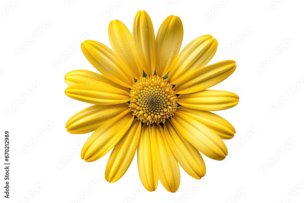 Yellow daisy flower isolated on transparent background Yellow daisy flower isolated on transparent background