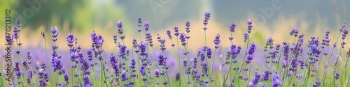 Serene summer meadow with lavender lilies, offering ample copy space for text, ideal for nature and wellness promotions.