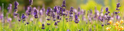 Obraz  z motywem Serene summer meadow with lavender lilies, offering ample copy space for text, ideal for nature and wellness promotions.