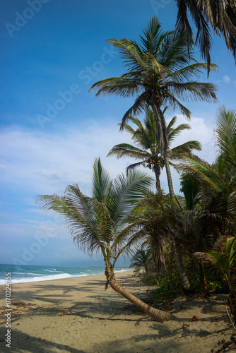 palm trees on the beach