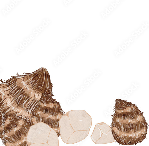 水彩で描いたナチュラルでさといも里芋のイラストフレーム素材