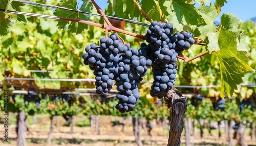 Wallpaper Mural In a sun-drenched vineyard, vibrant clusters of ripe grapes hang from the vines, promising the rich flavors of summer's bounty captured in each plump Torontodigital.ca