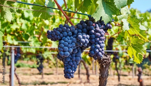Wallpaper Mural In a sun-drenched vineyard, vibrant clusters of ripe grapes hang from the vines, promising the rich flavors of summer's bounty captured in each plump Torontodigital.ca