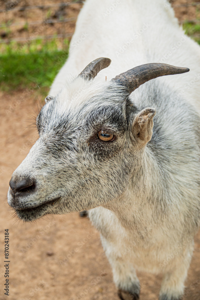 Close-up shoot of a goat in the nature Close-up shoot of a goat in the nature