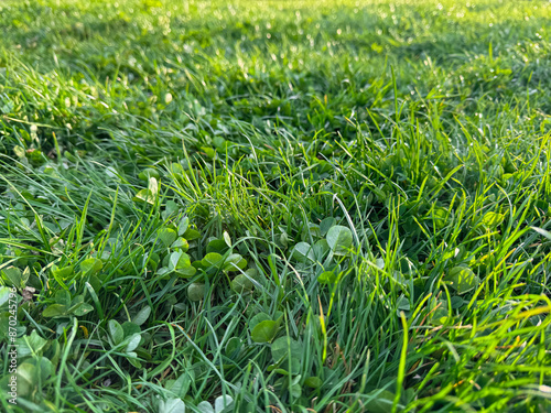 Background natural fresh green grass and clover leaves close up. Luminous dewy lawn, spring freshness, nature detail with morning light concept for design and print.