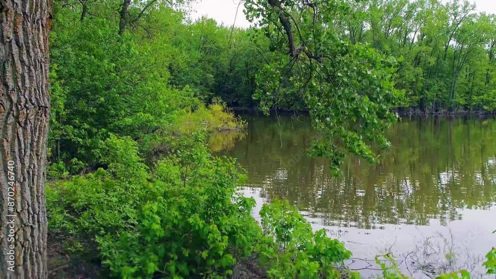 Drone video, low altitude flight passing between trunk and branch above the river, approaching mature tree in summer. Drone video, low altitude flight passing between trunk and branch above the river, approaching mature tree in summer.