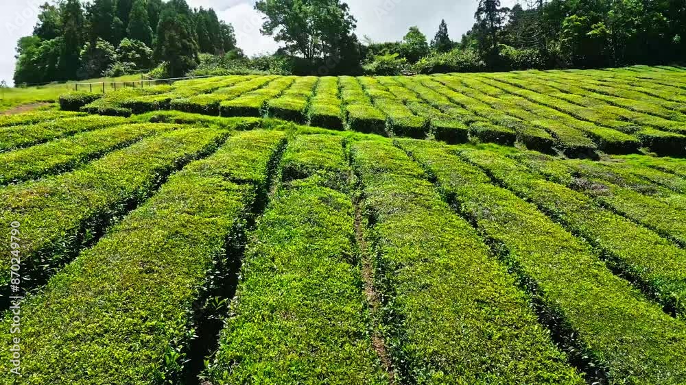 Lush green tea plantation with neatly arranged rows in a sunny countryside setting Lush green tea plantation with neatly arranged rows in a sunny countryside setting