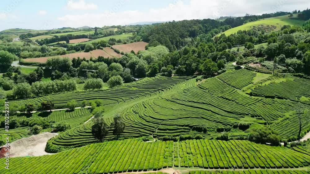 Rising aerial of tea plantations of Cha Gorreana at São Miguel, Azores Rising aerial of tea plantations of Cha Gorreana at São Miguel, Azores