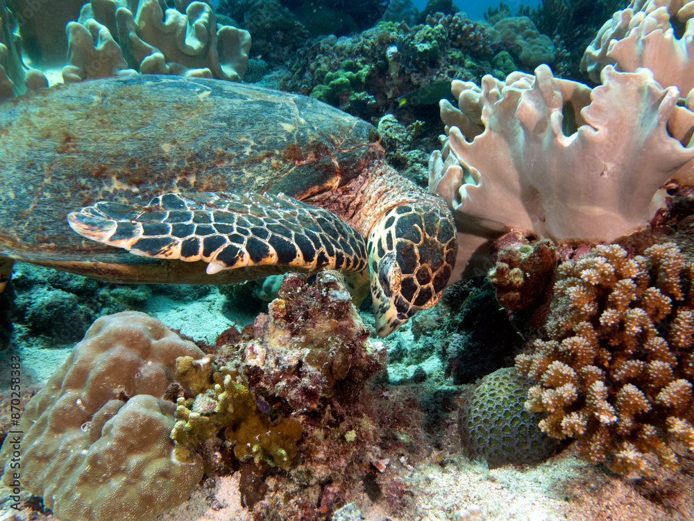 Fototapeta premium A Hawksbill turtle eating corals on a shallow reef Boracay Island Philippines