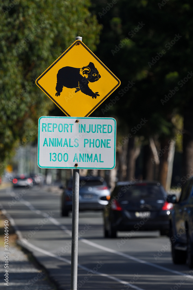 Close-up orange black Koala crossing phone hotline warning sign vehicles driving by QLD Australia copy space Close-up orange black Koala crossing phone hotline warning sign vehicles driving by QLD Australia copy space
