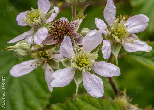 Foto Close up of babble ffruit bush flower