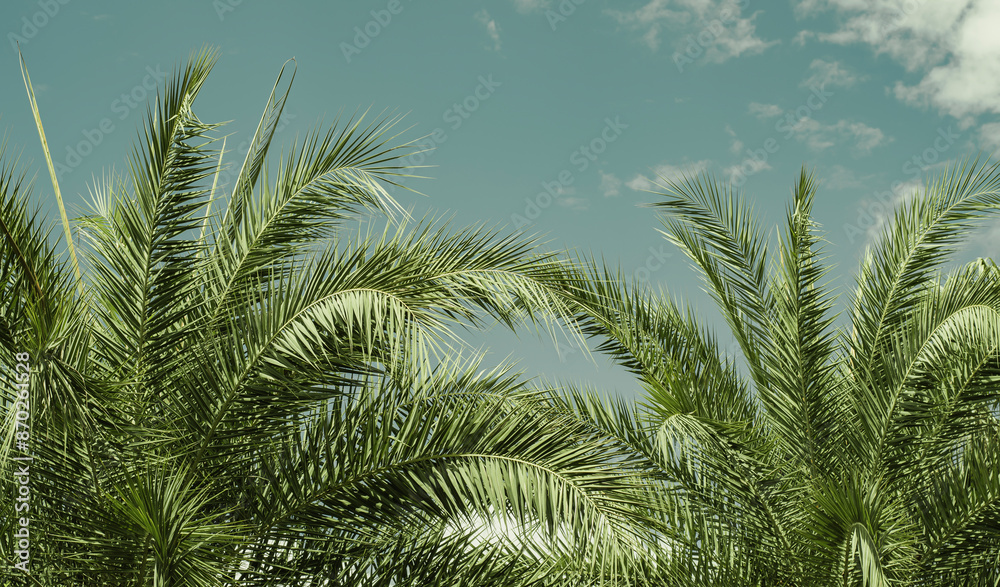 Obraz premium palm trees with beautiful green leaves slender outdoor park