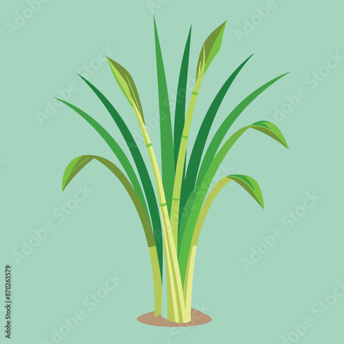 lemongrass