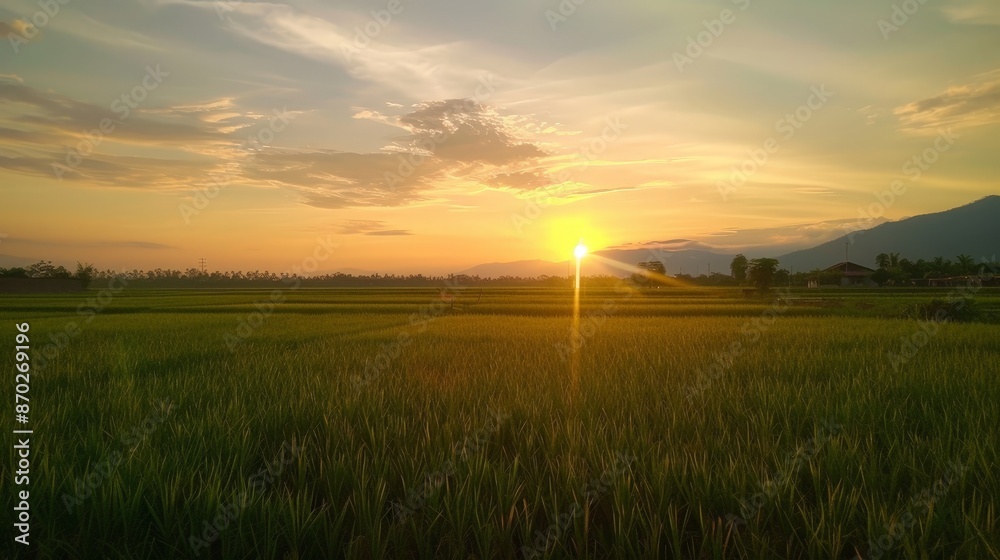 The serene beauty of a sunset over a rice field, the sky turning golden as the sun sets behind the fields, creates a peaceful and picturesque scene. The serene beauty of a sunset over a rice field, the sky turning golden as the sun sets behind the fields, creates a peaceful and picturesque scene.