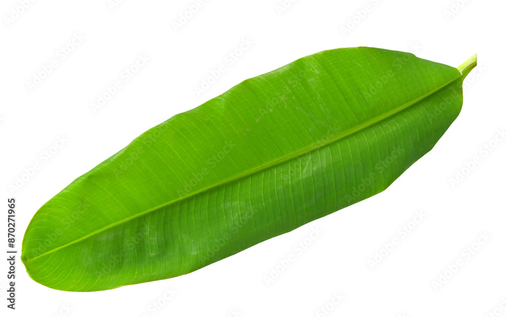 Obraz premium green banana leaf on transparent png