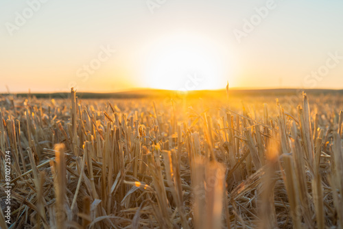 Close-up of harvested wheat stubble at sunset, showcasing the golden light and textures.