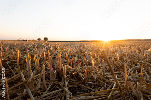Low-angle view of harvested wheat field at sunset, with the sun casting a warm glow over the stubble.