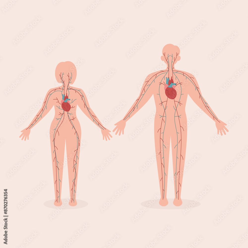 Cardiovascular Human Organ System Flat Illustration Cardiovascular Human Organ System Flat Illustration
