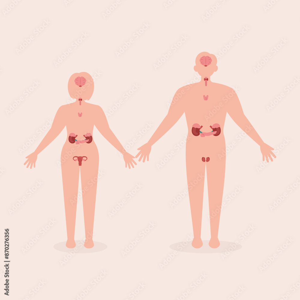 Endocrine Human Organ System Flat Illustration Endocrine Human Organ System Flat Illustration