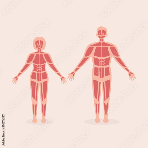 Muscular Human Organ System Flat Illustration