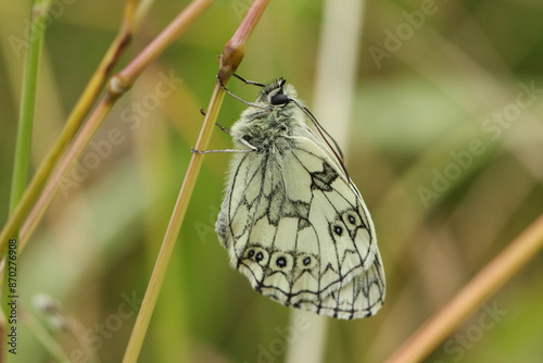 A Marbled White Butterfly, Melanargia galathea, resting on a blade of grass in a meadow.