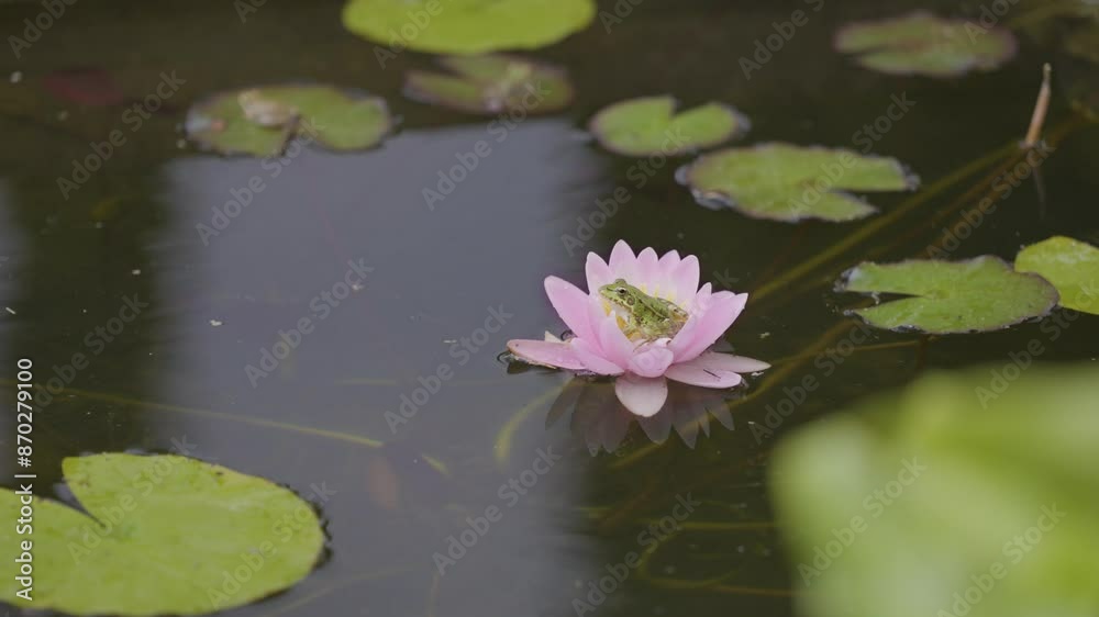 A charming frog perched gracefully on a water lily, capturing a serene moment in the tranquil beauty of nature A charming frog perched gracefully on a water lily, capturing a serene moment in the tranquil beauty of nature