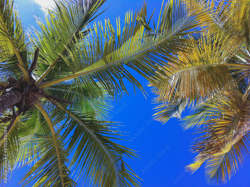 Fototapeta premium Tropical paradise island gold sandy beach and crystal clear turquoise water in Caribbean with coconut palm trees, secluded getaway cove bay pelican hideway luxury resort