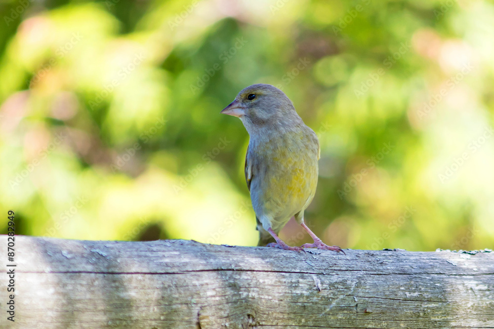 The European greenfinch or simply greenfinch is a small passerine bird from the finch family Fringillidae. The European greenfinch or simply greenfinch is a small passerine bird from the finch family Fringillidae.