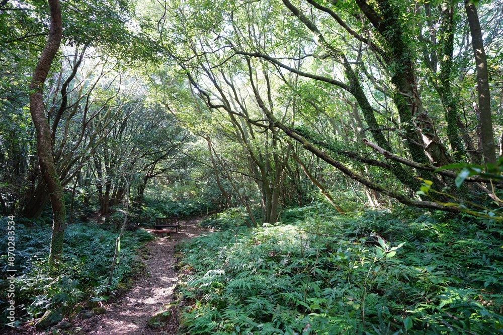 footpath and bench in deep forest footpath and bench in deep forest