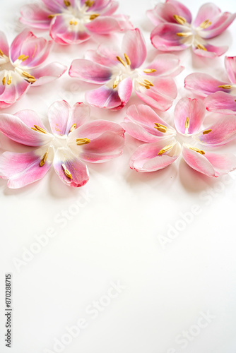 Wallpaper Mural Scattered Pink Flowers on White Background with Copy Space. Vibrant and Delicate Floral Scene for Nature, Botanical Designs, and Romantic Decor in Soft Pastel Tones and Elegant Style Torontodigital.ca